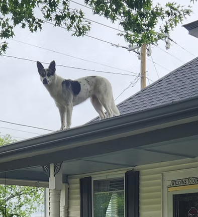 Dottie | Best Rescue Story | Lori Dugdale logo