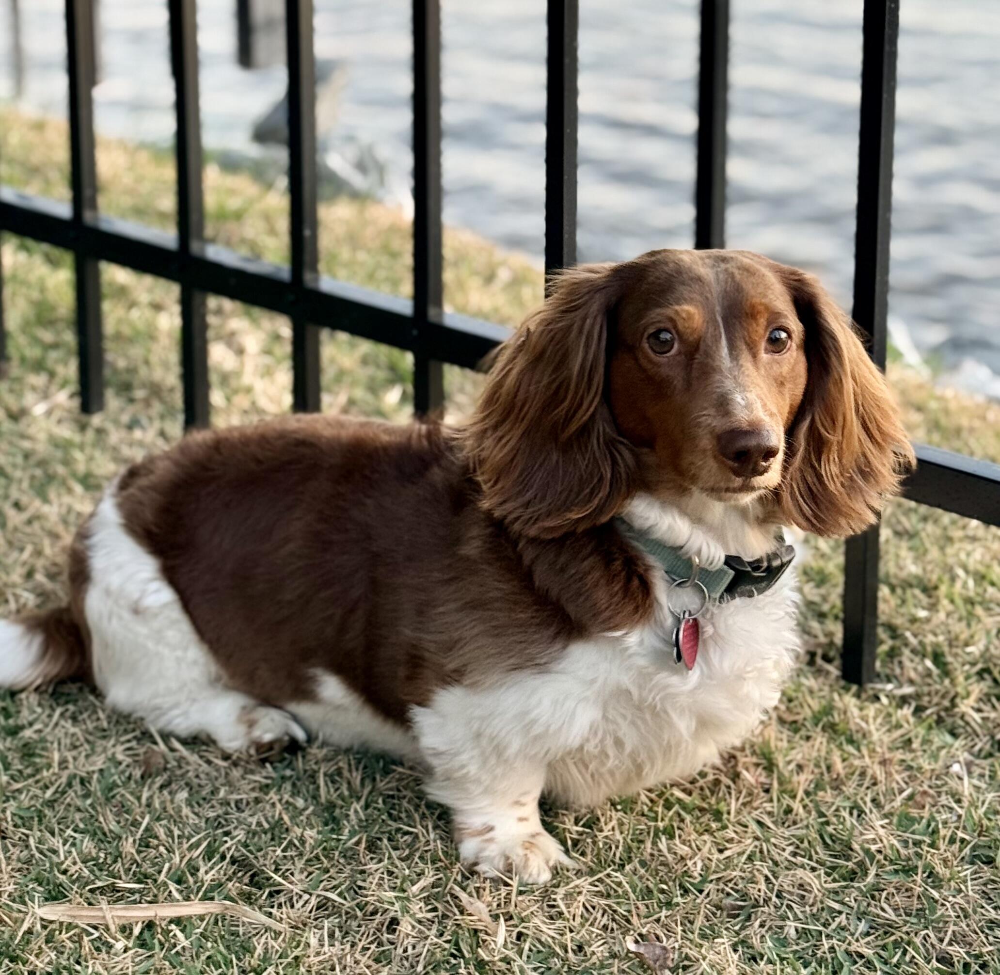 Hop Dog Gus logo