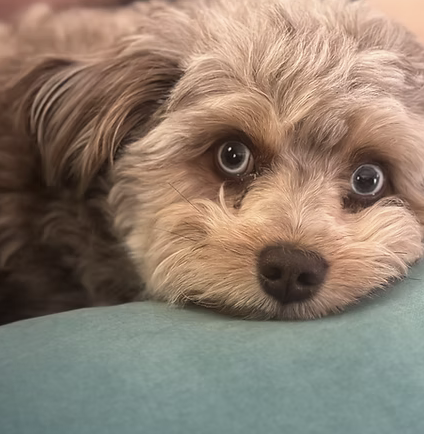 Solomon | Cutest Puppy | The Byrd Family logo