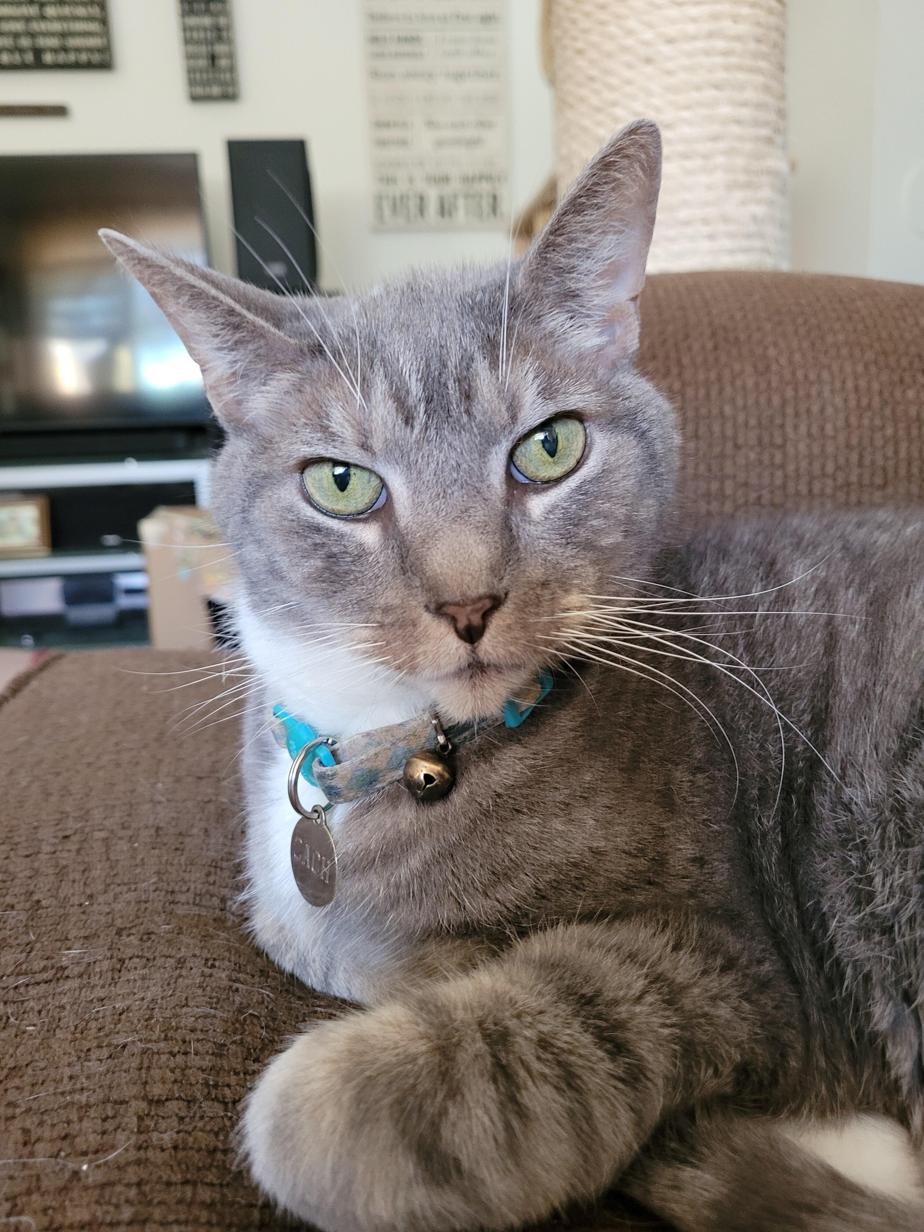 Zach's Second Chance, Inc