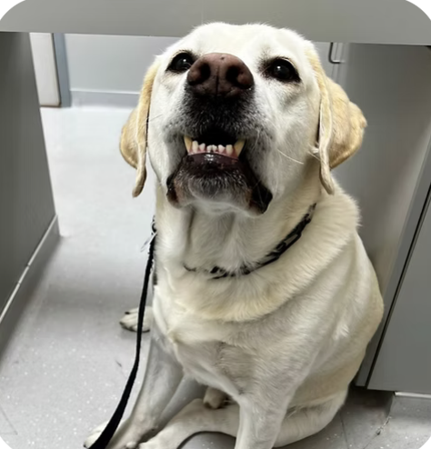 Hank | Best Smile | Cleva Steadman logo