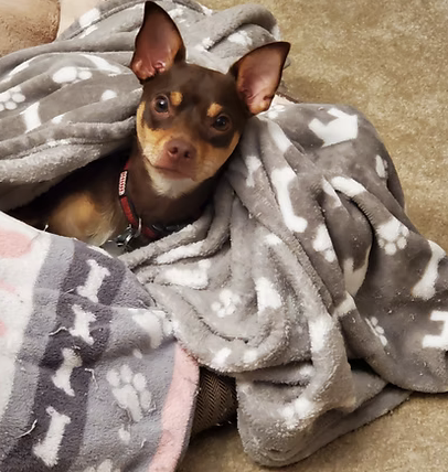 Scout | Best Ears | The MCartney  Family logo