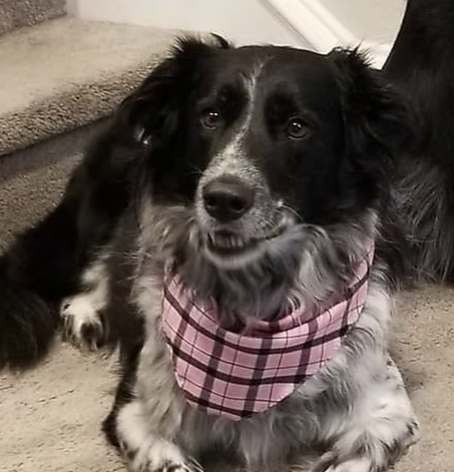 Luna | Best Smile | Bern Have logo