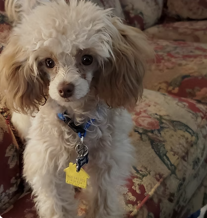 Dirk | Cutest Puppy | Loretta Ross logo