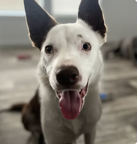 Tex |  Best Smile | Adelaide Goodling logo