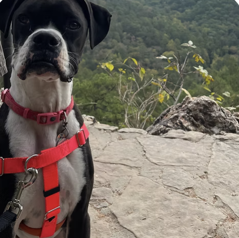 Remington | Best Ears | Adriane Allon logo