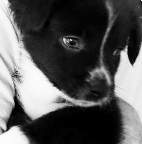 Dixie | Cutest Puppy | Bern Havey logo