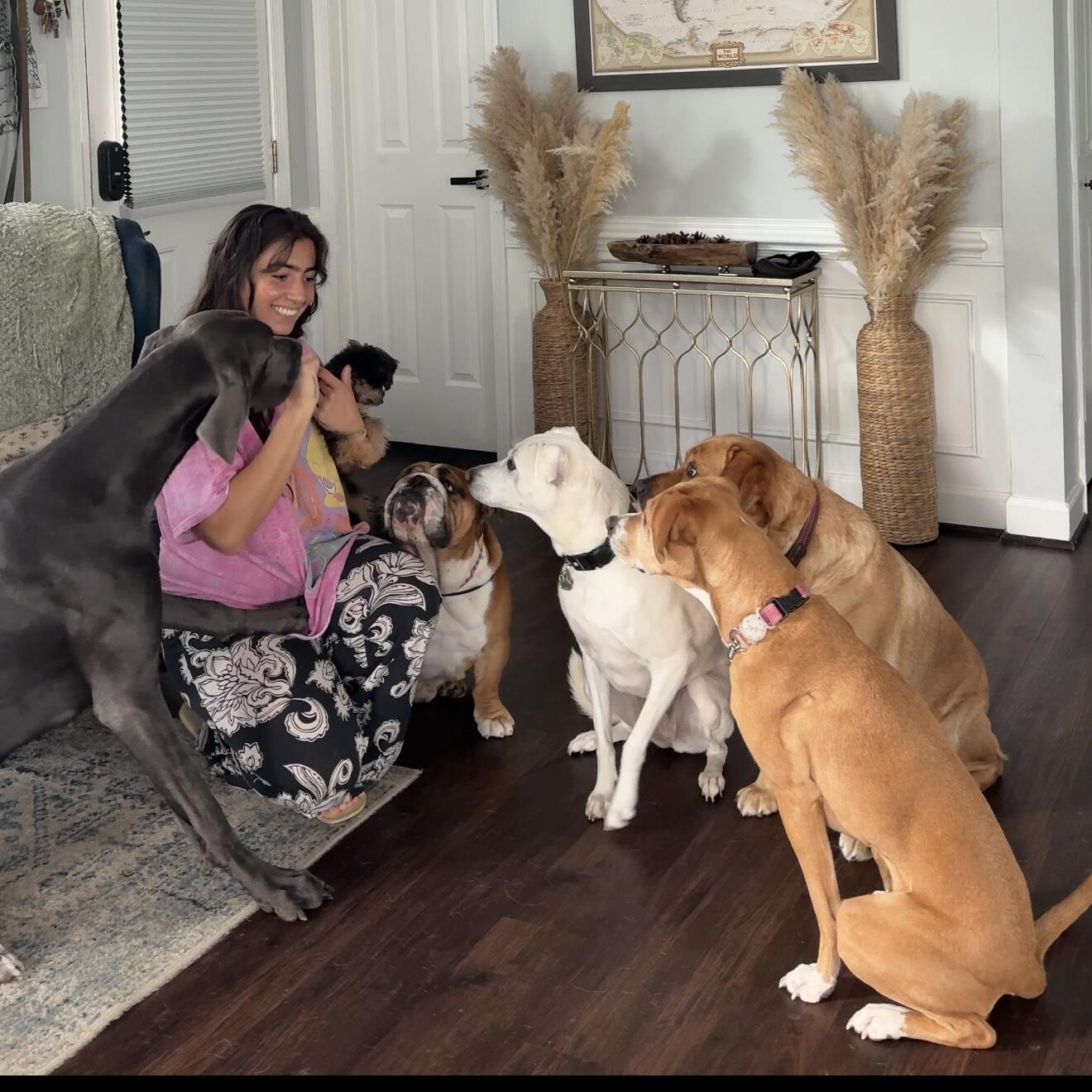 Hands & Paws Collective