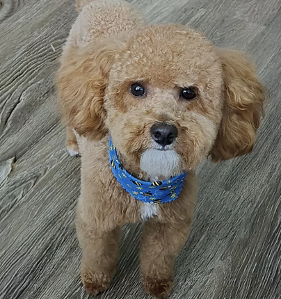 Max | Cutest Puppy | Kathy Frazer logo