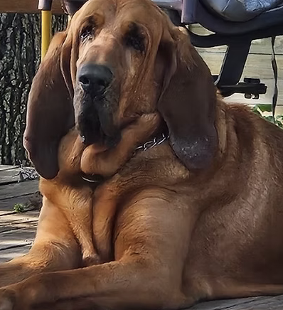 Cahill | Best Ears | The Riley Family logo