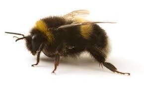 Bumbleheaded Bikers logo
