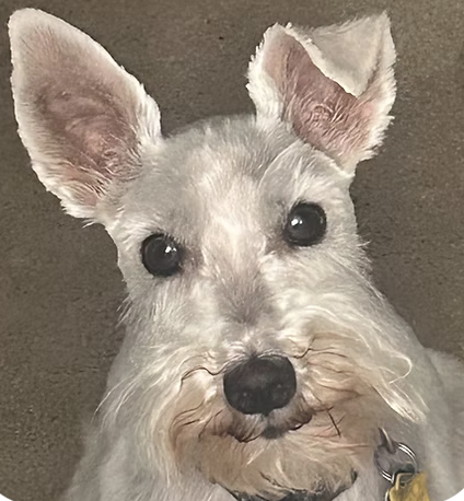 Marshmellow | Best Ears | Marsci Osowski logo