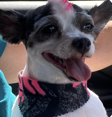 Rose Bud | Best Ears | Amy Jones logo