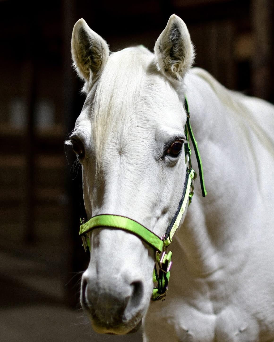 Sponsor Crystal logo