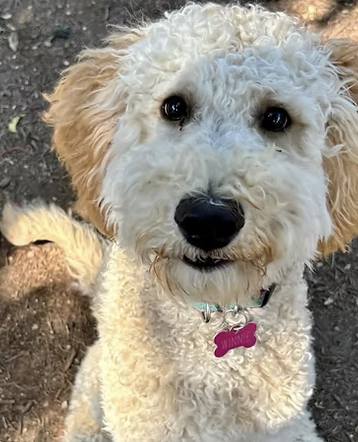 Winnie | Looks Most Like Owner | The Smith Family logo