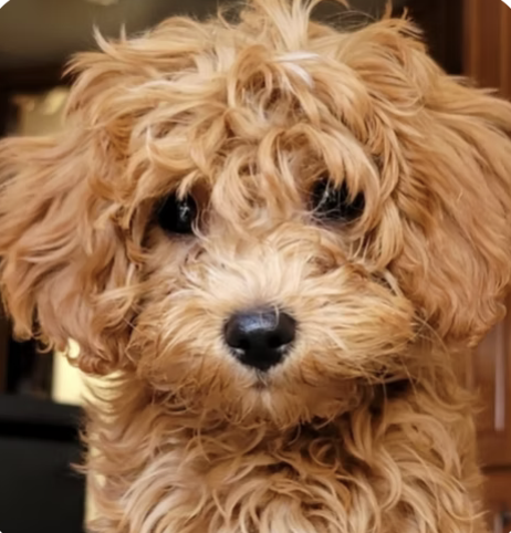 Theo | Cutest Puppy | Cassie Harper logo