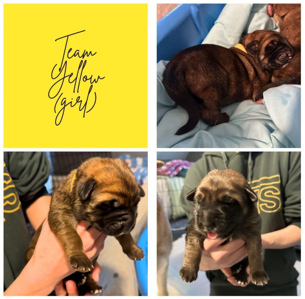 Puppy 2: Yellow (female) logo