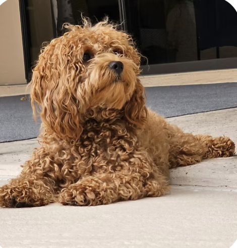 Theo | Best Ears | Cassie Harper logo