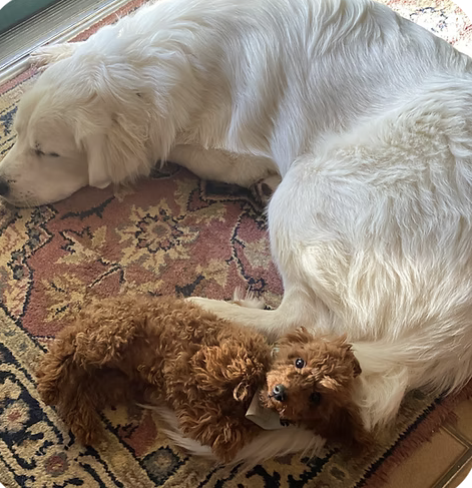 Duke and Pumpkin | Biggest | Noelle Thurston logo