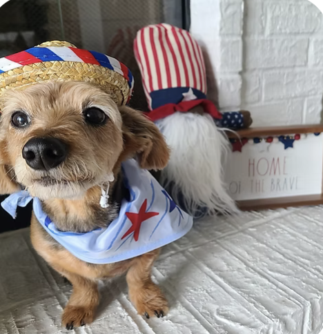 Teddy |  Best Dressed | Heidi Schoen logo