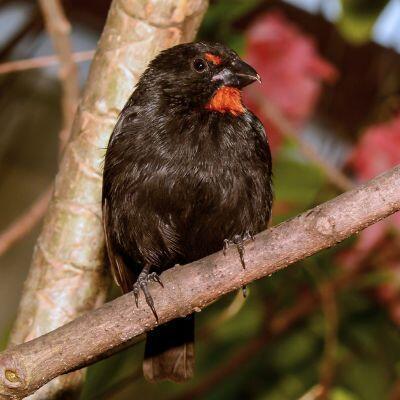 BirdersSKN 🇰🇳 logo