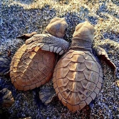 Shannon Sweeney avatar