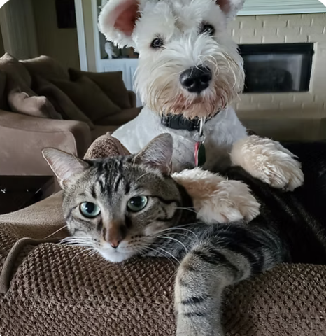 Bentley and Pablo | Cutest Puppy | Shelley Delgado logo