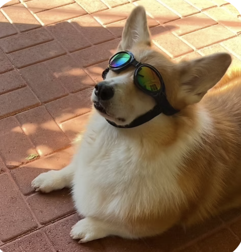 Pippin | Best Ears | Brenda Trimble logo