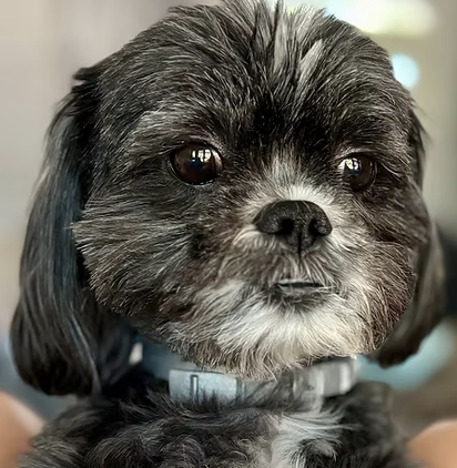 Beethoven | Best Rescue Story | The Barton Family logo