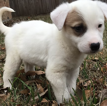 Tripp | Cutest Puppy | The Moxons logo