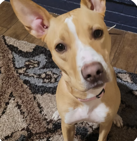 Frankie Mae | Best Ears | The Van Cleave Family logo