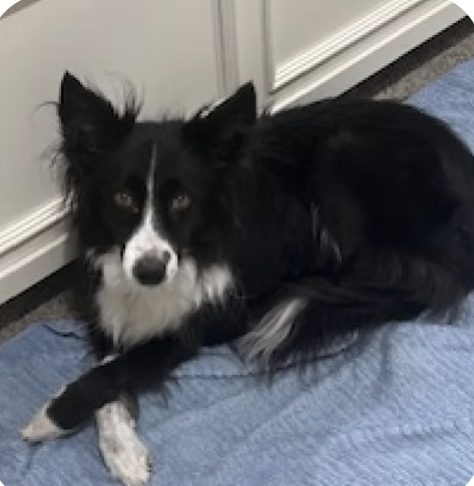 Maggie | Best Rescue Story | Libby Broyles logo