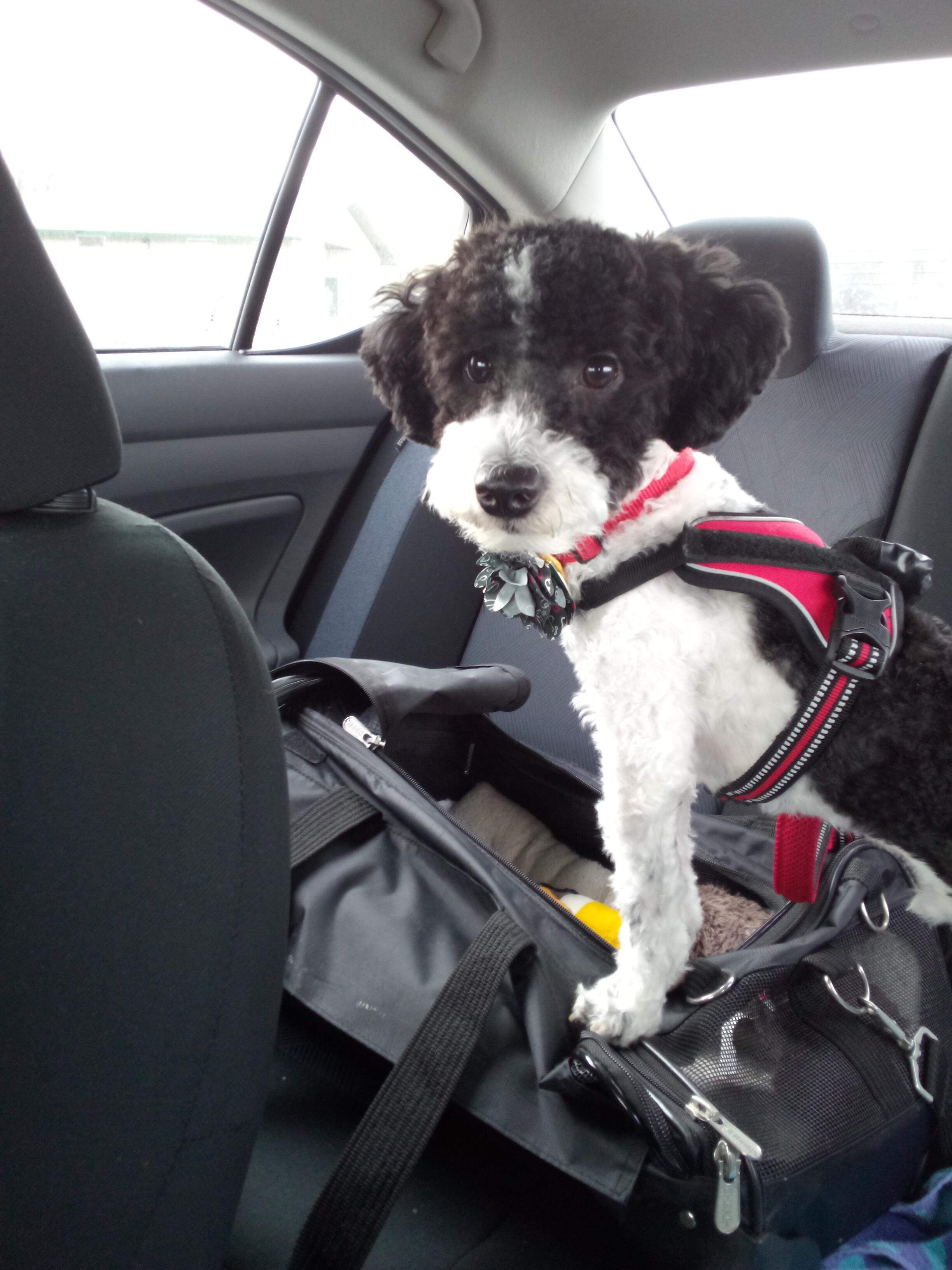 The Brown Group logo