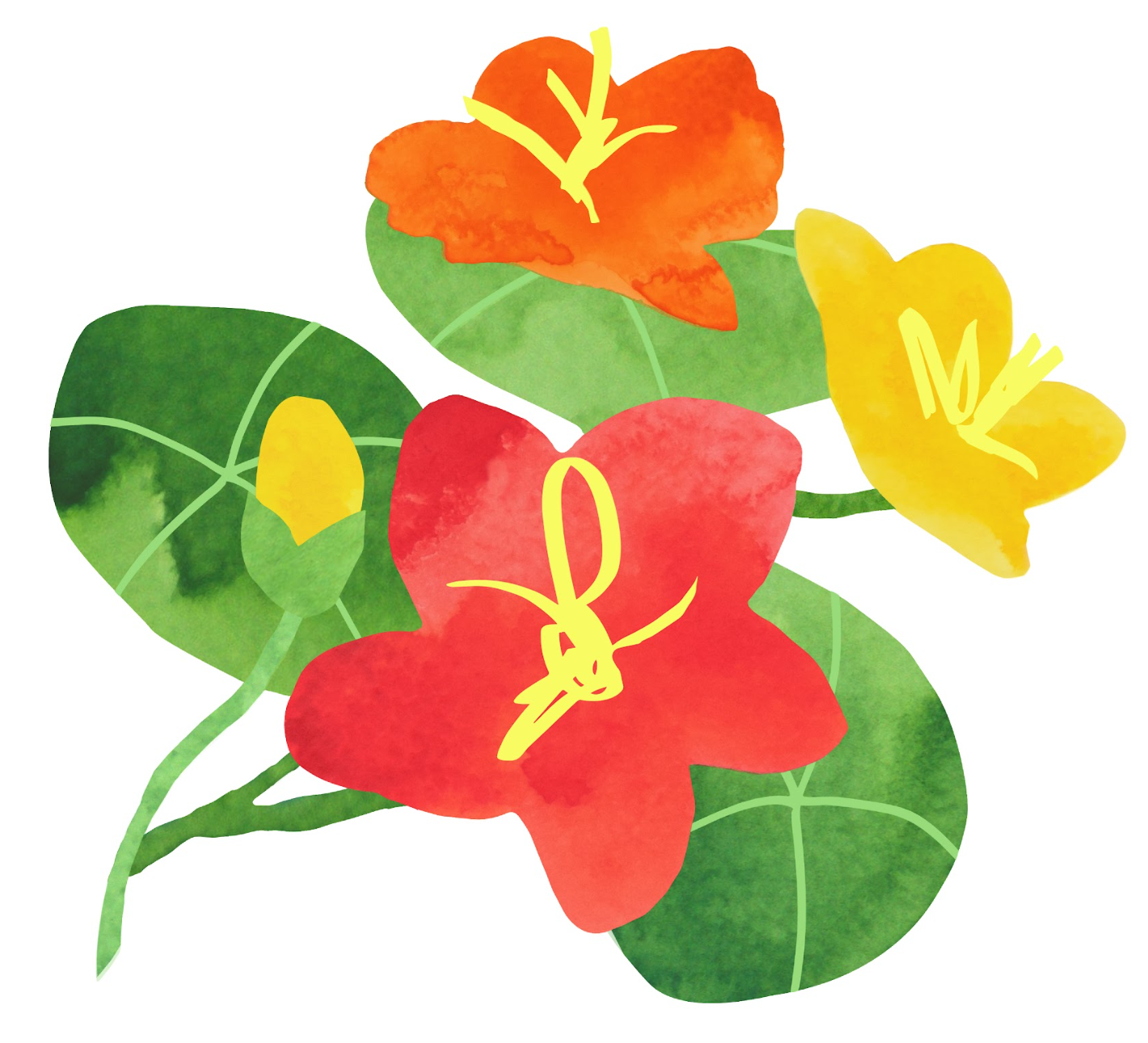 Wildflower Foundation