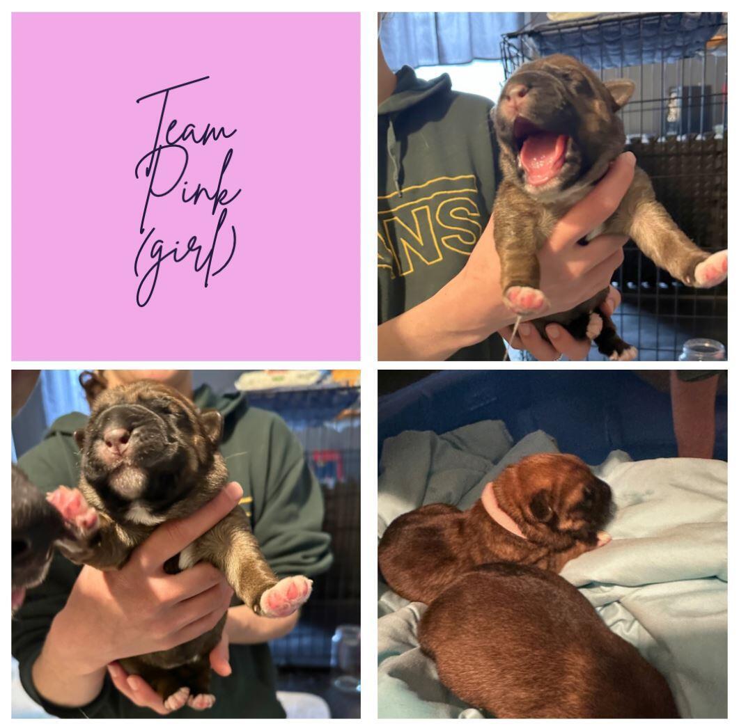 Puppy 4: Pink (female) logo