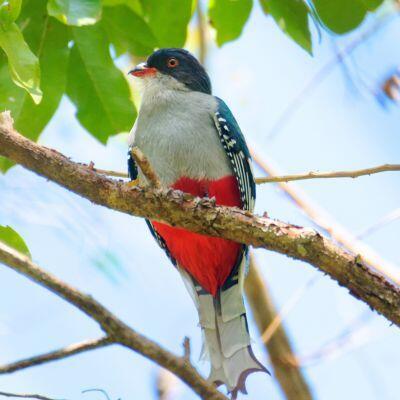 Cuban Birding Team 🇨🇺 logo
