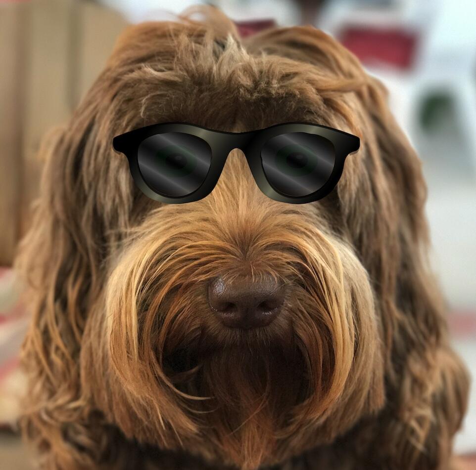 California Doodle Rescue