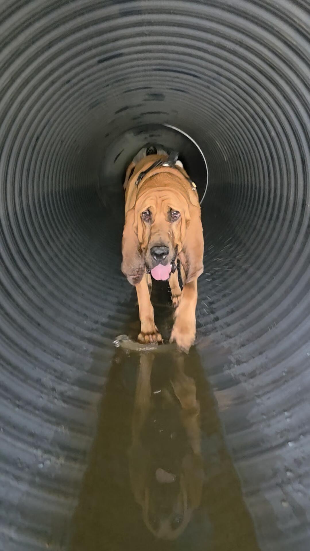 Team K9 Newton