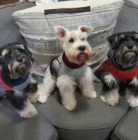 Beaux, Bentley and Koda | Best Dressed | Shelley Delgado logo