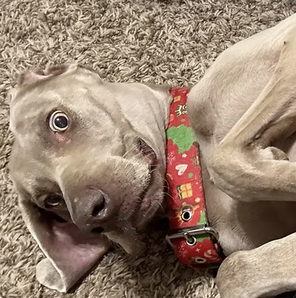 Summit | Wiggliest Tail | Katrina Parlin logo