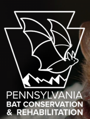 Pennsylvania Bat Rescue