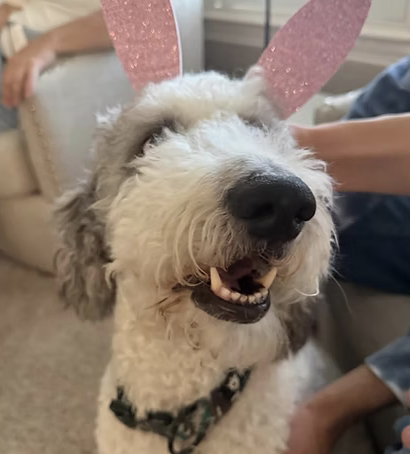 Ace | Best Ears | The Rodger Family logo