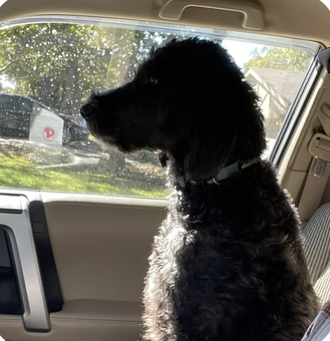 Maggie | Best Dressed | The Jenkins Family logo