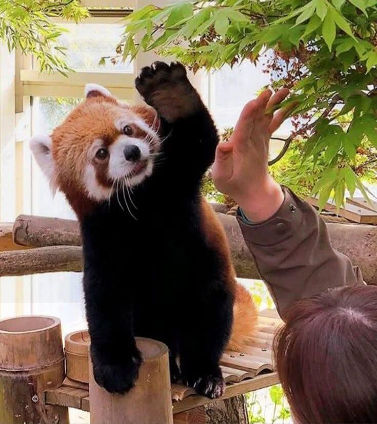 The Red Panda Mafia logo