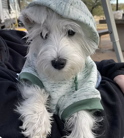 Marshmellow | Best Dressed | Marsci Osowski logo