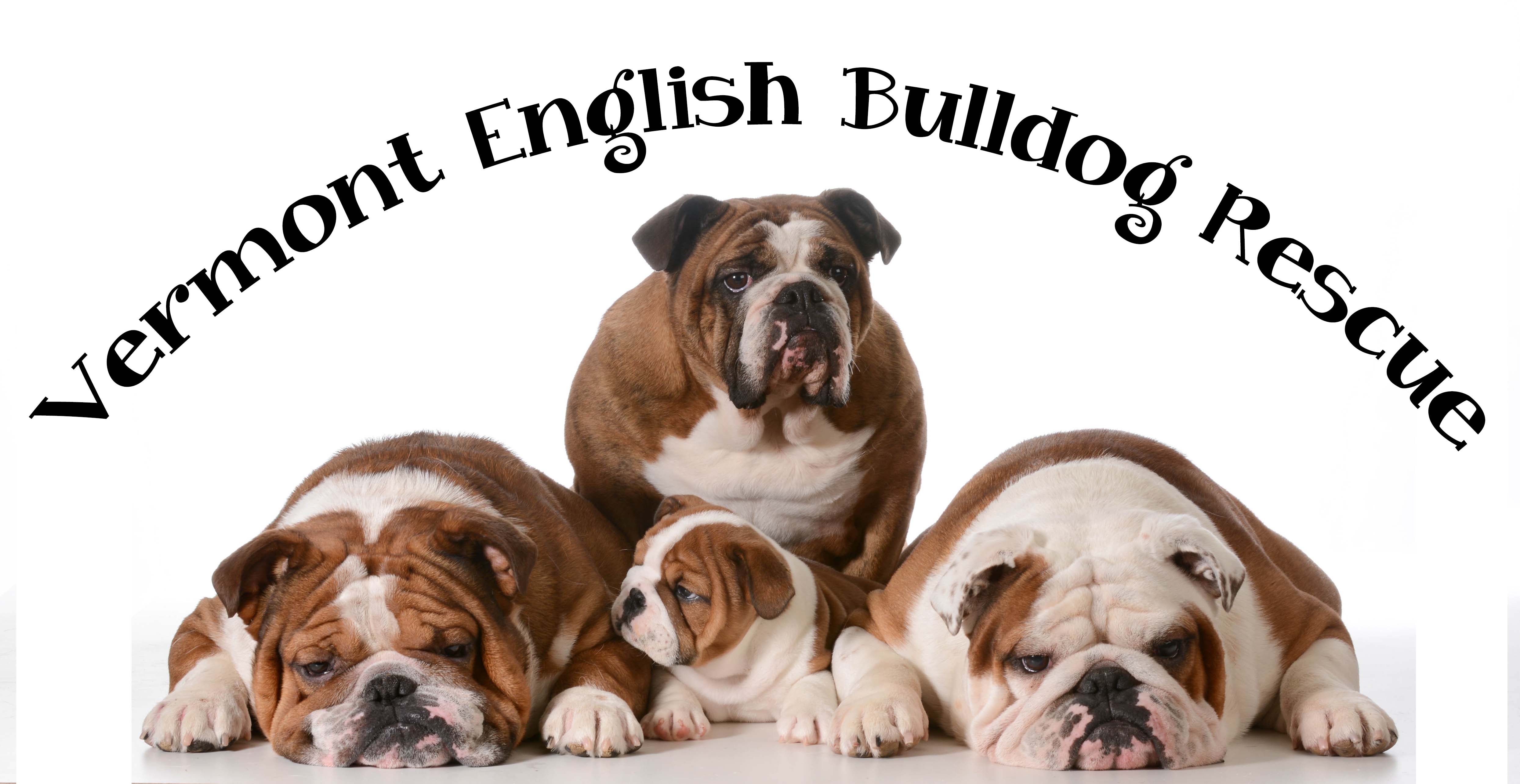 Vermont English Bulldog Rescue Inc