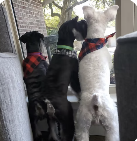 Bentley | Wiggliest Tails | Shelley Delgado logo