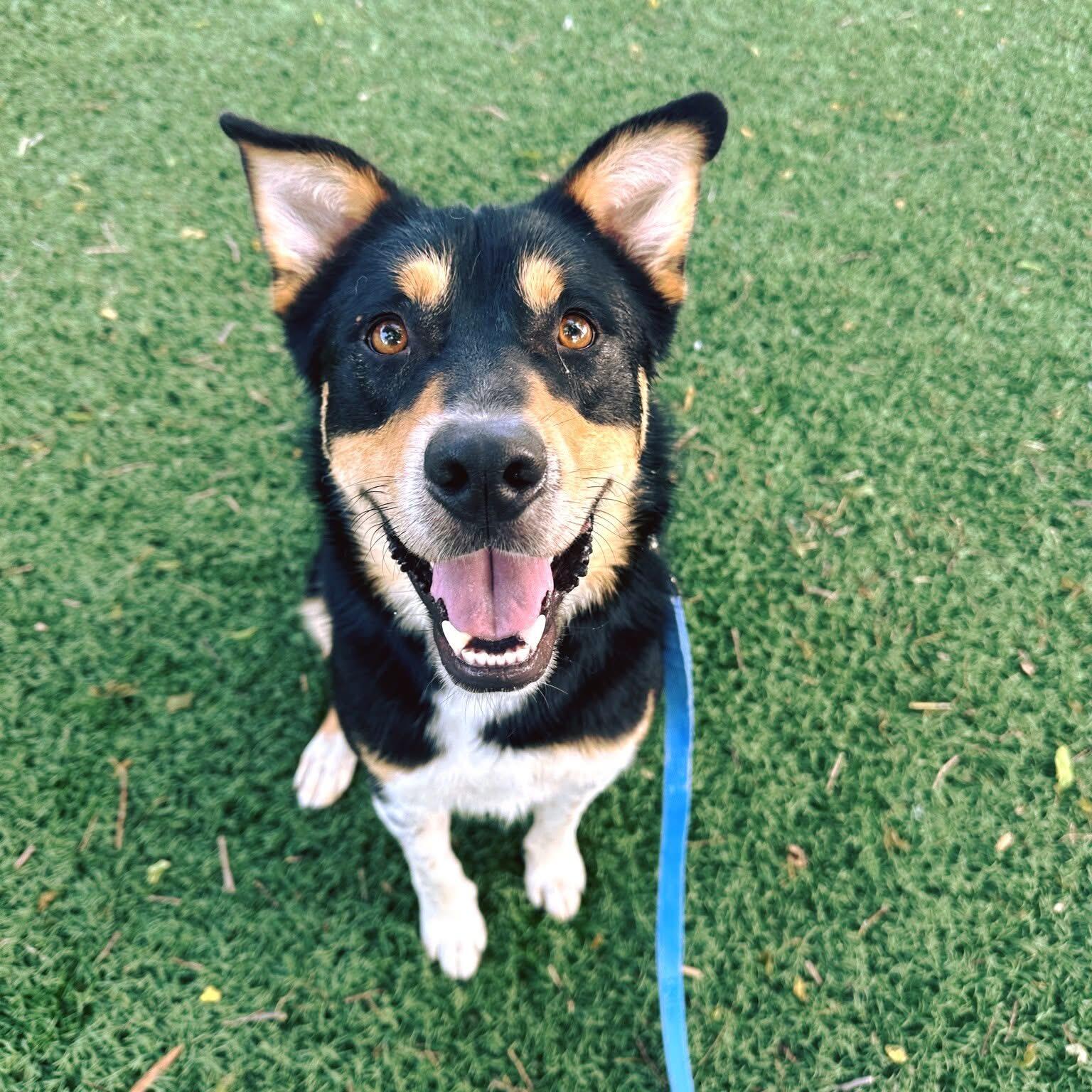 Town and Country Animal Rescue