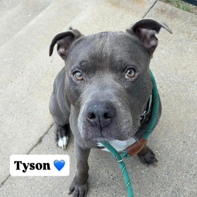 Tyson WASPCA