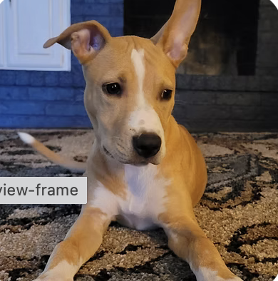 FRANKIE MAE | CUTEST PUPPY | The Van Cleave Family logo
